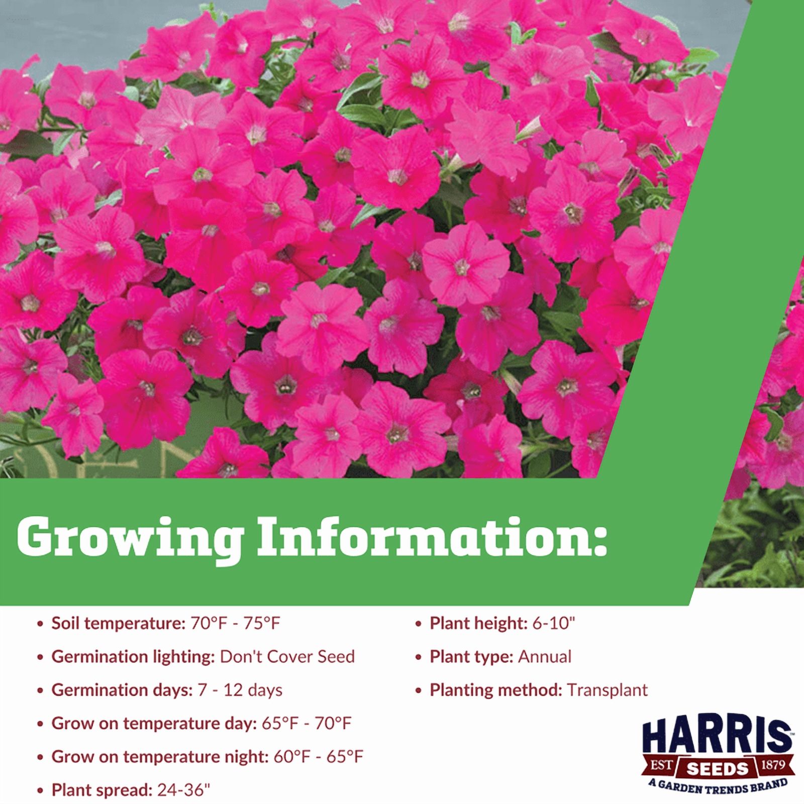 Harris Seeds - Petunia Opera Supreme Rose Seeds - 100 Seeds