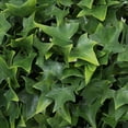 thumbnail image 2 of Vickerman 8" Artificial Mini Ivy Ball UV., 2 of 4