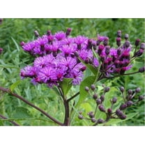 Ironweed- 200 Seeds - 50 % off sale