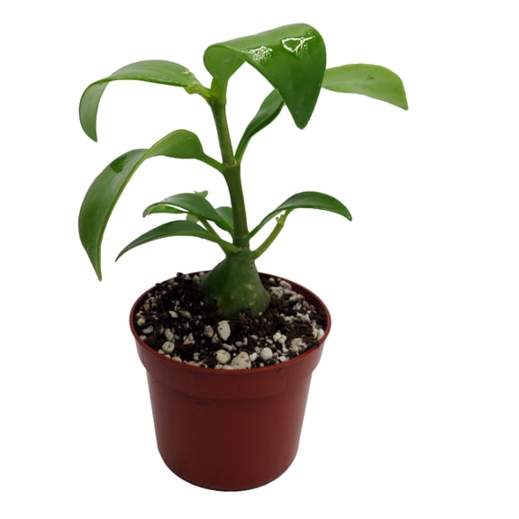 Papua Ant Farm Plant - Hydnophytum papuanum - 2.5" Pot