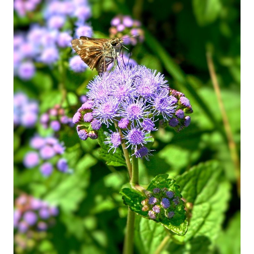 Wild Ageratum Blue Mist Flowers Wild Flowers Plant20 Inch