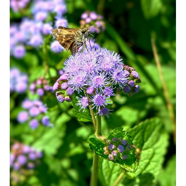 LAMINATED POSTER Wild Ageratum Blue Mist Flowers Wild