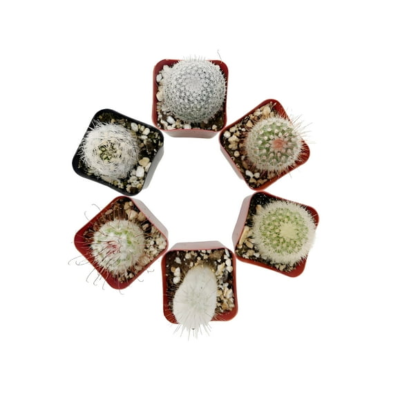 Live Cactus Real Succulent Cacti Indoor Outdoor Plants (Collection of 6)