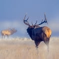 thumbnail image 3 of Fitzharris, Tim 12x12 Black Modern Framed Museum Art Print Titled - Bull elk challenge, 3 of 5