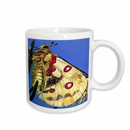 

3dRose Beautiful Moth Ceramic Mug 11-ounce