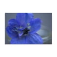 thumbnail image 2 of Gango Home Decor Delphinium Flower I by Rita Crane (Printed on Paper); One 36x24in Fine Art Paper Giclee Print, 2 of 4