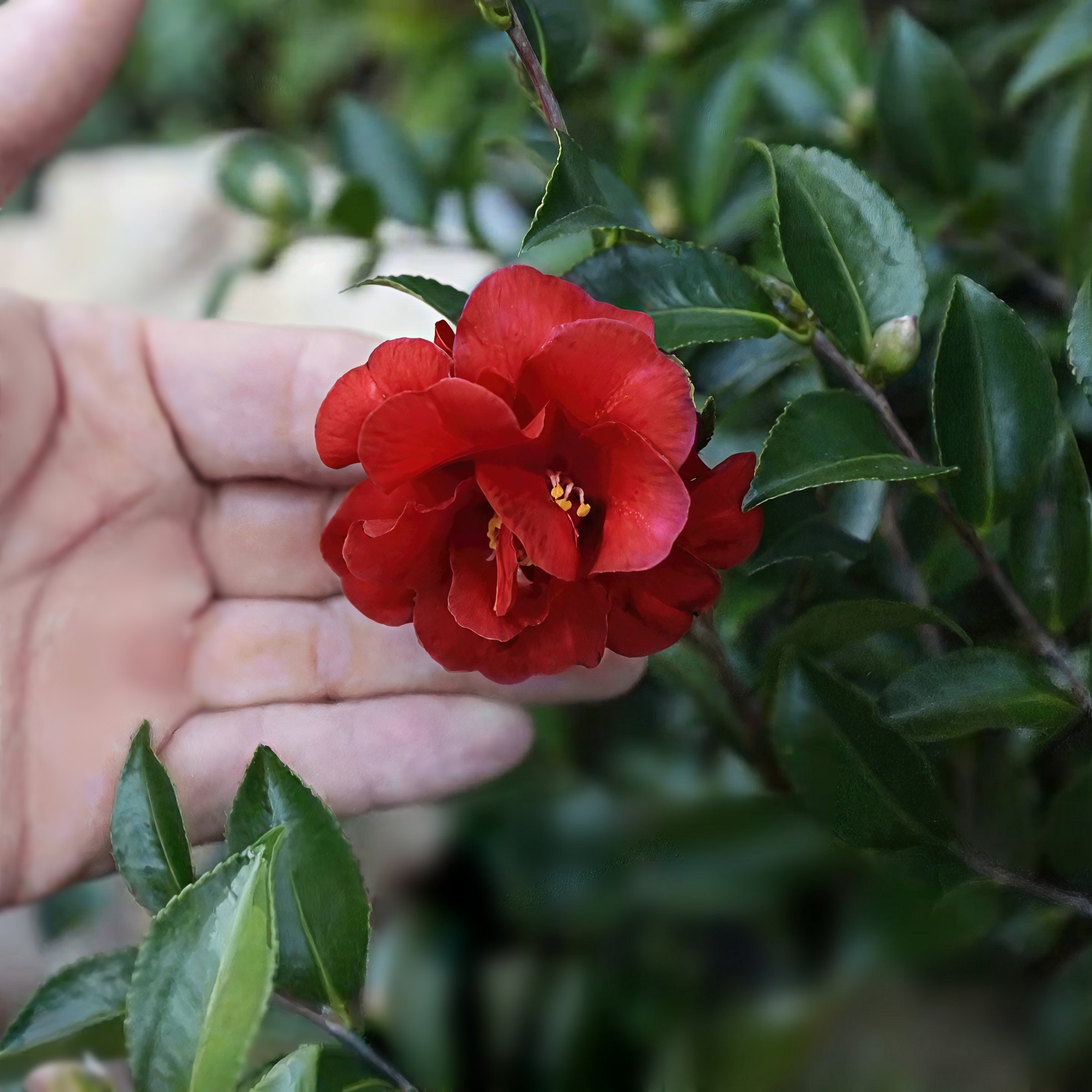 National Plant Network 3 gal. Camellia Sasanqua October Magic Ruby Shrub