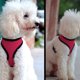 thumbnail image 5 of Mochila Para Mascotas Malla suave Cachorro Perro Gato Arnés Transpirable Pet Walking Chaleco Acolchado Rosa M Wdftyju Libre de BPA, 5 of 7