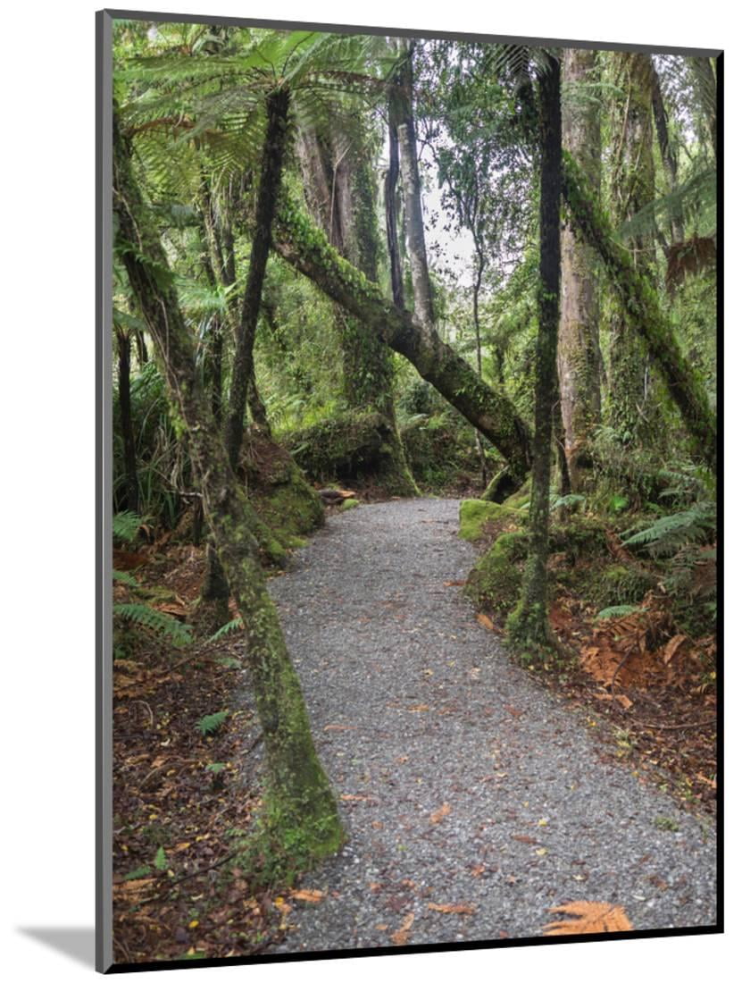 Path Passing Through Forest Te Wahipounamu West Coast South Island New Zealand Wood Mounted Print Wall Art