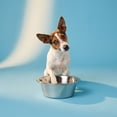 thumbnail image 2 of Vibrant Life Small 3.4-Cup Stainless Steel Pet Bowl, Silver, 2 of 10