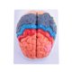 thumbnail image 2 of Human Brain Model Anatomy with Colored and Labeled Regions, 2-Part Human Brain Model Disassembled -, 2 of 5