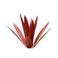 thumbnail image 2 of Sculpture en Métal Multicolore Tequila Cactus pour Jardin Rouge 35cm, 2 of 13
