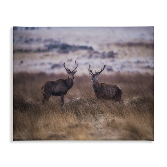 Stupell Industries Farmhouse Deer Couple Family Animal Landscape Photo Canvas Art, 20 x 16, by Villager Jim