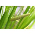 thumbnail image 2 of 250 SWEET FLAG GRASS Wetland Pond Acorus Calamus Ornamental Seeds, 2 of 10