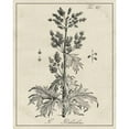 thumbnail image 3 of Vision Studio 20x24 Black Modern Framed Museum Art Print Titled - Antique Black and White Botanical III, 3 of 5