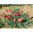 thumbnail image 5 of TomorrowSeeds - Carmine California Poppy Seeds - 6000+ Count - For 2026 Planting Pink Rose Purple, 5 of 9