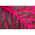 thumbnail image 3 of Berzel, Erin 24x17 Black Modern Framed Museum Art Print Titled - Pink Leaf II, 3 of 5