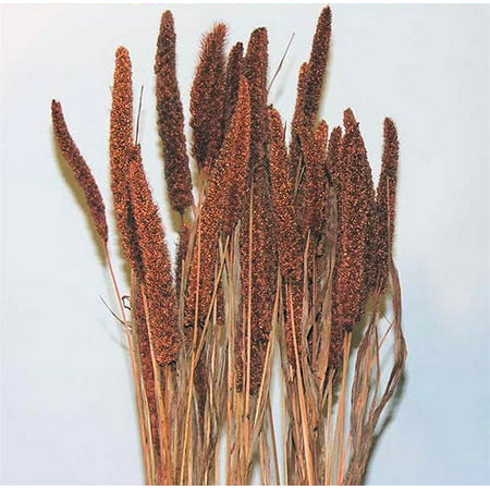 Dried China Millet / Chinese Millet One bunch 4 oz, 20-30 stems Long Stem 16-20in. -- Single Bunch - Burnt