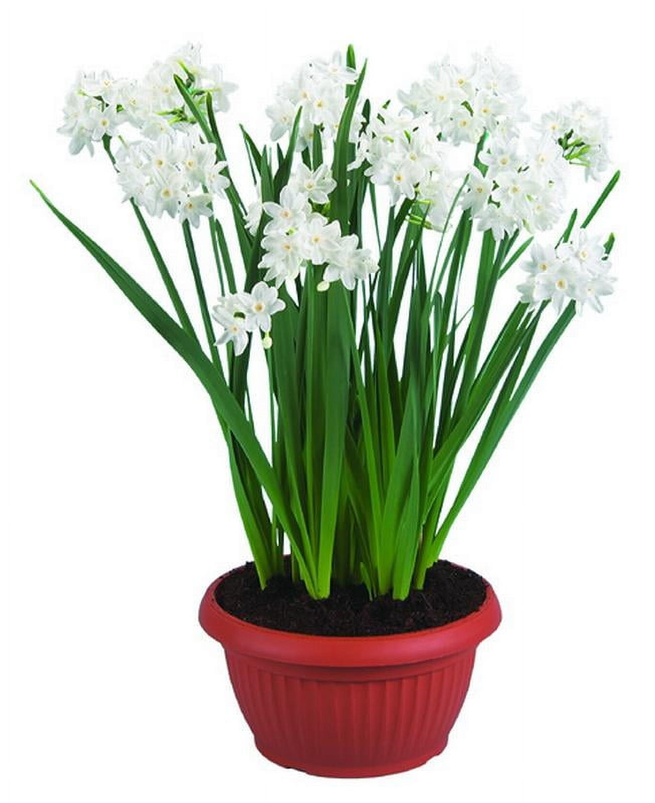 EuroBlooms Paperwhite Ziva, Indoor Plant Kit, White Blooms, Bright indoor light or filtered sunlight