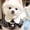 I, variant on Pearl Necklace Pendant for Fashionable Cats and Dogs Elegant Pet Collar Accessory