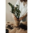 thumbnail image 3 of Gardenera Labs Zamioculcas Potting Mix - Promote Strong Roots and Captivating Foliage with Our Premium Blend - 4 QUART, 3 of 4