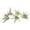 Flowering Large, variant on ragnaroc Air Plants - Flowering Tillandsia Harrisii, Large 3-5" - 2ct - Live Arrival Guaranteed - House Plants for Home Decor & Gift