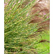 Zebra Grass - 3 bareroot plants