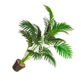 thumbnail image 2 of Toystoory Plantas artificiales respetuosas con el medio ambiente para una elegante palmera artificial de apariencia realista para jardín Deco Decoración 0.8m18 hojas, 2 of 6