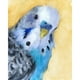 thumbnail image 1 of Wdftyju Kits de pintura al óleo de loro por números, dibujo de lienzo, imagen para colorear DIY para adultos Wdftyju 6qh2uh6bp0bs5zg9, 1 of 9