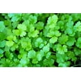thumbnail image 3 of 25 Organic DWARF LEMON CILANTRO Coriander Spice Coriandrum Sativum Fragrant Herb Seeds, 3 of 7