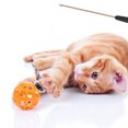 thumbnail image 4 of MIANGASTORE 3Pcs Cat Bite Resistant Sticks Cat Interactive Toys Kitten Teasing Sticks Pet Kitten Playthings (Random Color), 4 of 8