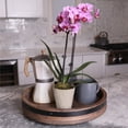 thumbnail image 3 of Just Add Ice Petite Pink Purple Orchid Live Plant 15-20" in Decorative Pot, 3 of 7