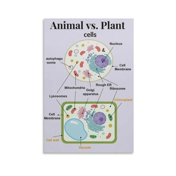 Animal Cell Structure And Plant Cell Poster Canvas Print Wall Art Decoration Living Room Office Bedroom Aesthetic