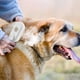 thumbnail image 5 of Spray Peine Ganfancp Perro Suministros de Limpieza 20Ml, 5 of 7