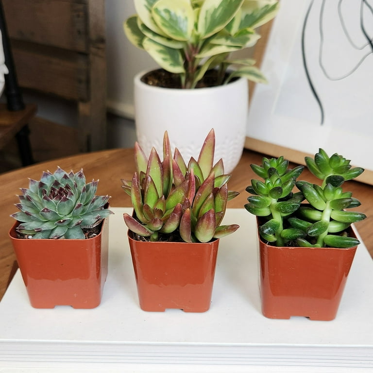Element by Altman Plants Multicolor Succulent, Live Indoor House Plants with Grower Pots, 2 inch, Pack of 6