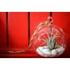 9GreenBox - Air Plant - Terrarium Kit with White Sand and Sea Shells