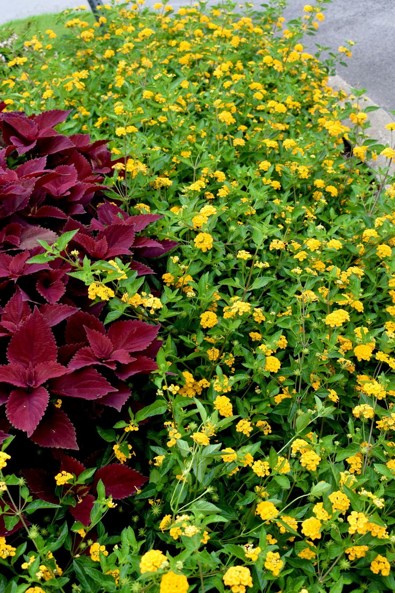 Lantana New Gold I 3 Live Plants I Verbenaceae Camara I Live Vibrant Golden Yellow Flowers, Heat and Drought Tolerant, Ideal for Hanging Baskets and Borders