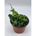 thumbnail image 2 of Hoya Hindu Rope Carnosa Compacta, 6 inch, Krinkle Kurl, Ready for Upgrade, Honeyplant Waxplant Porcelain Flower, 2 of 8