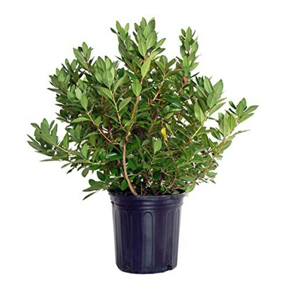 Olga Mezitt Rhododendron