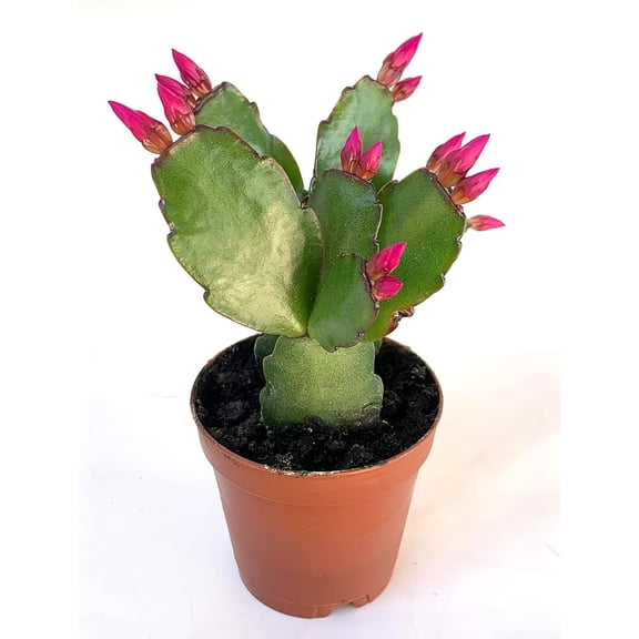Pink Easter Cactus Live Plants in 2-inch Pot, Trailing, Excellent for Basket Culture