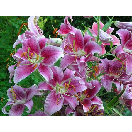 Giant Stargazer Oriental Lily - 12 Flower Bulbs (Best Time To Plant Tiger Lily Bulbs)