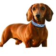 thumbnail image 4 of Laisse pour Chien Imprimée Multicolore avec Lettre Gravée Style Boho, 4 of 4