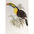 thumbnail image 3 of Glover, John 13x18 Black Modern Framed Museum Art Print Titled - Family of Toucans, 3 of 5