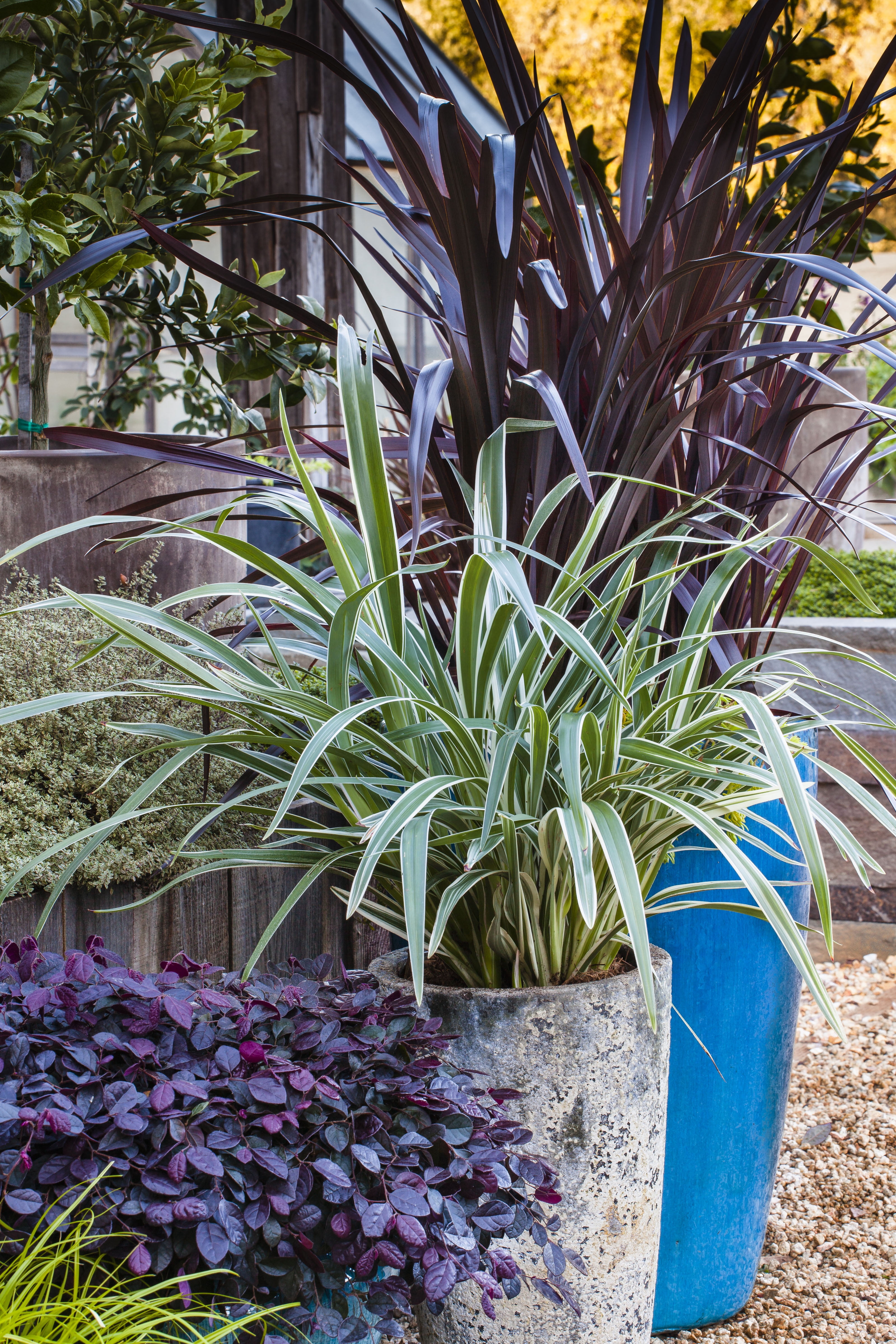 Expert Gardener Silver Streak Dianella (2.5 Quart) Flax Lily Perennial with Variegated Foliage