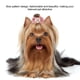thumbnail image 5 of Gorros con lazo para perro, 12 Uds. Accesorios para el pelo de mascotas, banda de cuerda para el pelo para mascotas, lazo para mascotas construido para el futuro, 5 of 8