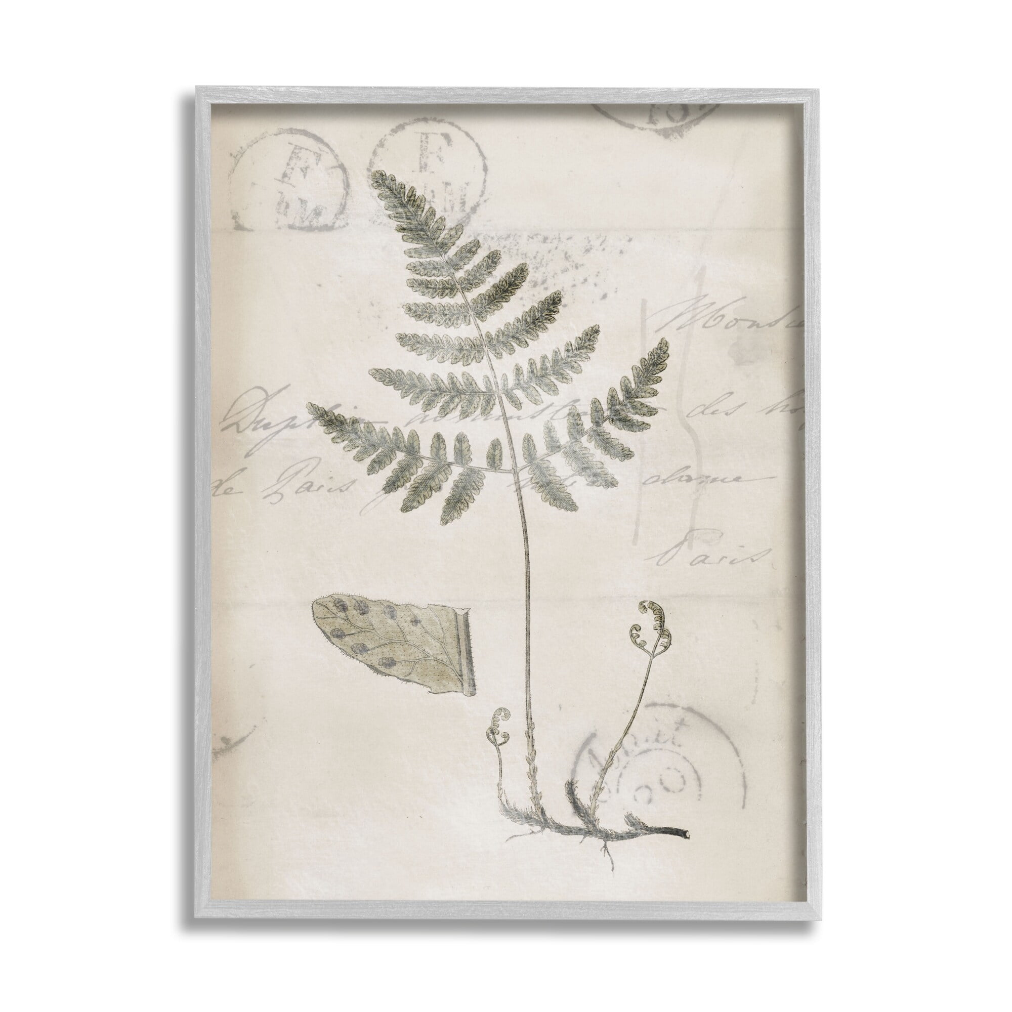 Stupell Industries Antique Fern Woodland Plant Study Botanical & Floral Drawing Gray Framed Art Print Wall Art