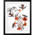 thumbnail image 3 of Art.com Audubon: Hummingbird Giclee Print by John James Audubon, Black Frame Wall Art, 32" x 40", 3 of 4