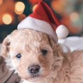 thumbnail image 2 of Gorro de Papá Noel de peluche pequeño de Navidad, gorro para perros y gatos, decoración navideña, gorro para el hogar, regalo de Año Nuevo Zhivalor ZYY-0519, 2 of 4