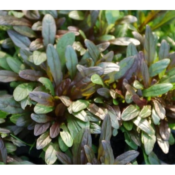 5 Chocolate Chip Ajuga in 4 Inch Pots