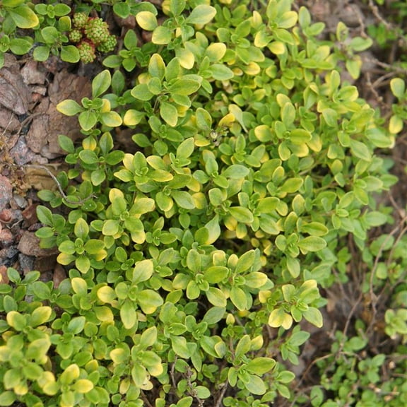 Organic Thyme Common Seeds - 0.25 Oz ~25,750 Seeds - Non-GMO, Open Pollinated, Heirloom, Ideal for Herb Gardens, Culinary Use, and Home Growing